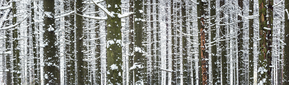 Fototapeta premium Wide panorama of snow covered spruce forest at cold winter day. Woods background.