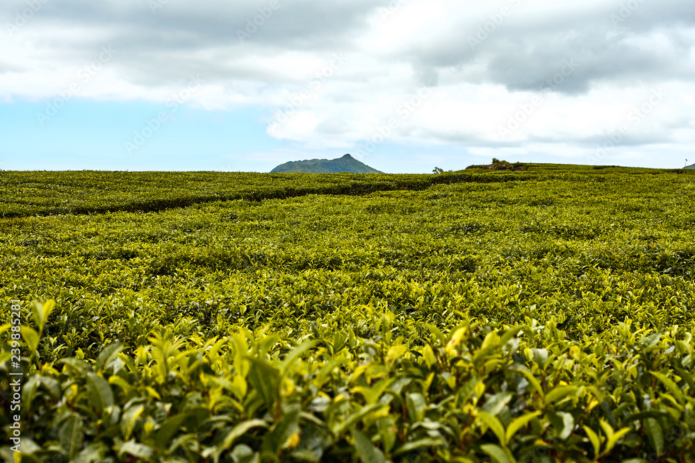 Tea plantation (Bois Cheri) in the foothills. Mauritius - Image