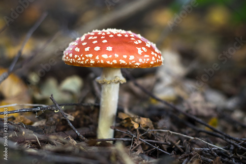Lone mushroom growing on the forest floor. Amanita muscaria, common name is Fly agaric.