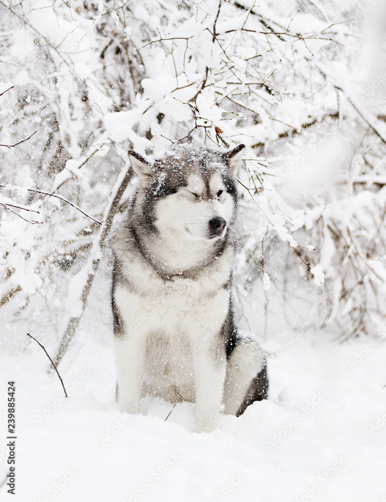 Naklejka premium winter malamute dog