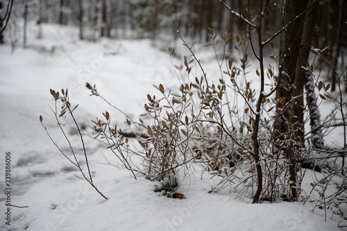 snow covered trees in winter