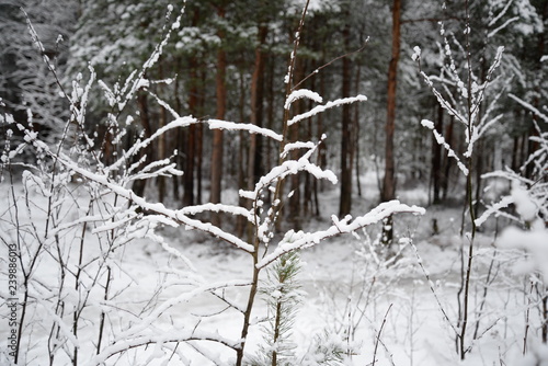 snow covered trees