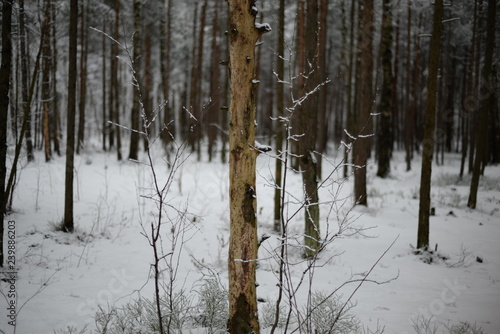 forest in winter