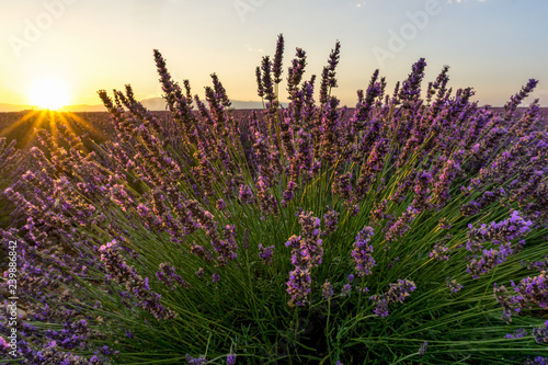 Lavander