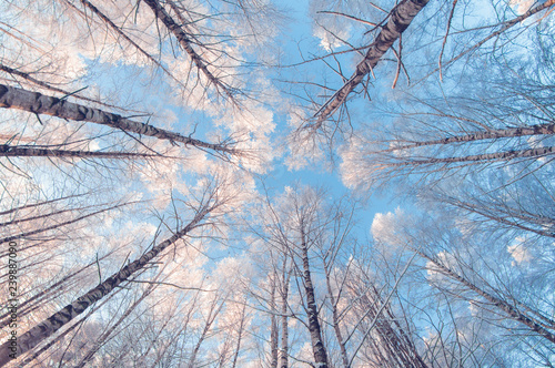 Winter snowy trees in the blue sky Bottom view on a frosty sunny day