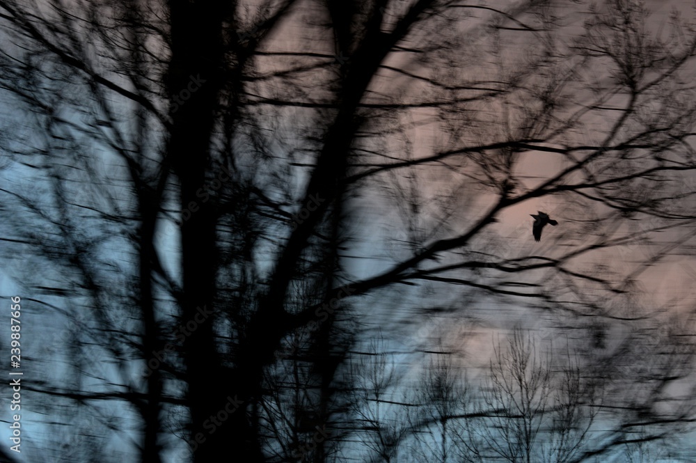 Obraz premium bird in flight 