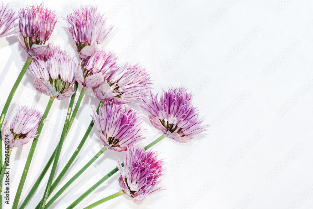 Fototapeta premium onion flowers on the white