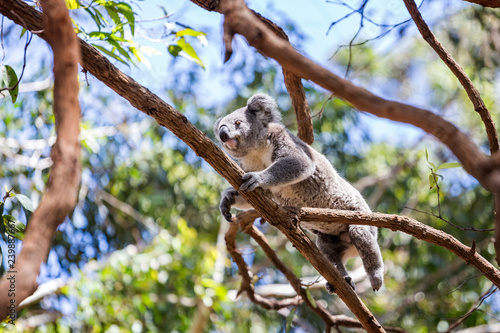 Photography Close up of Koala Bear climbing in tree