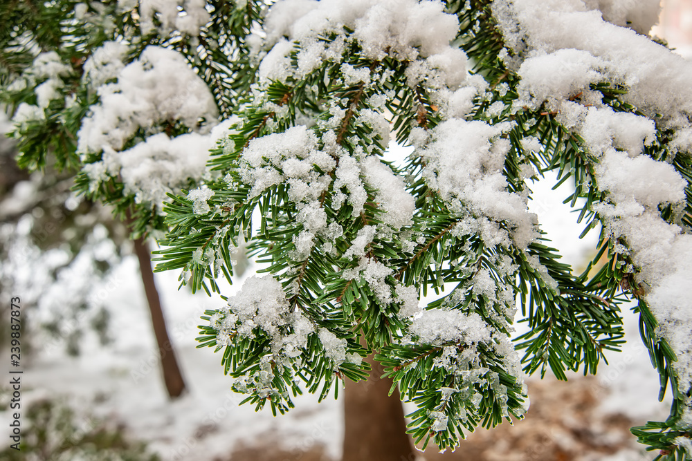 Fototapeta premium Frosted Pine Needles In Winter