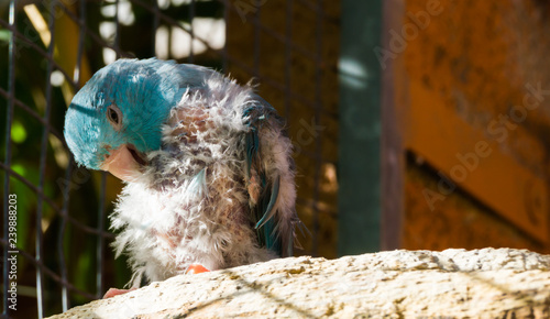 diseased blue small parrot, scratching from the itch and plucking its feathers, probably bird lice or mites