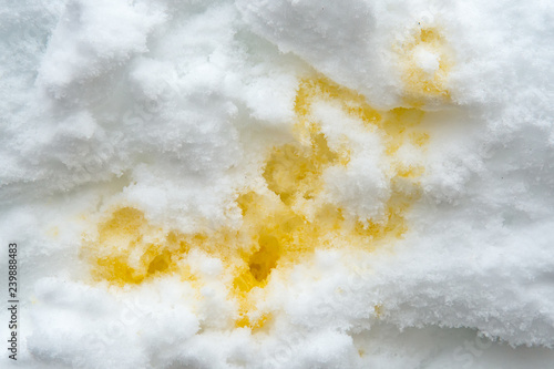 Obraz na plátně Dog's signature on white snow