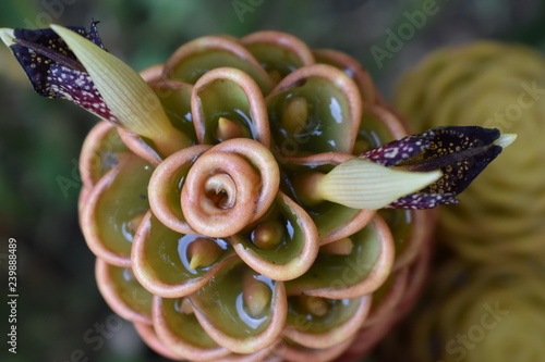 The architecture of a flower