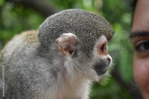 Monkey in the bridge