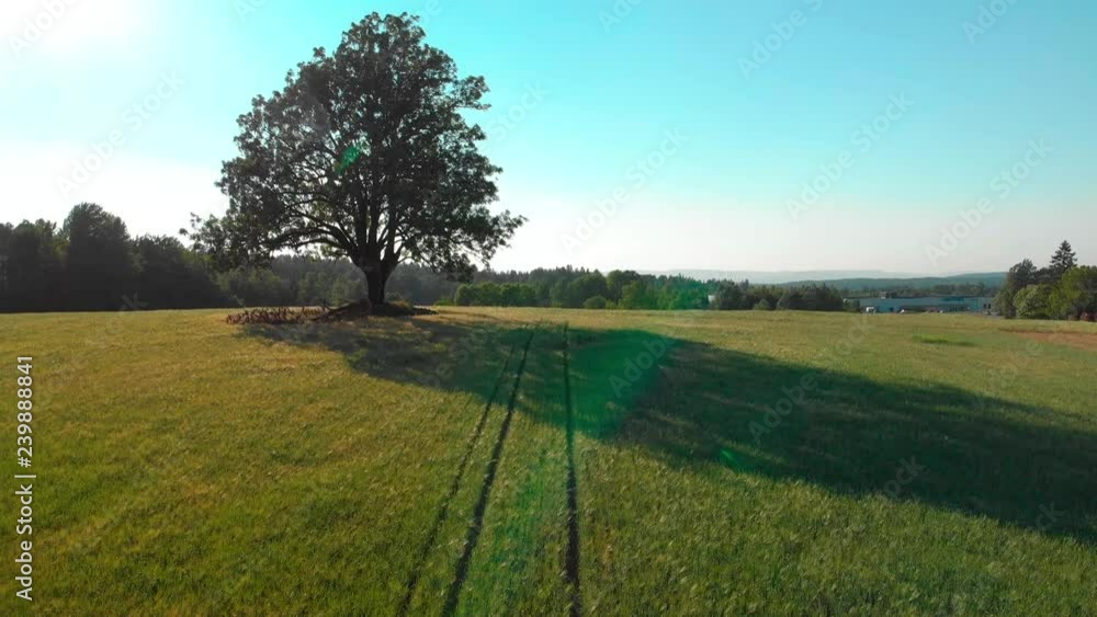 Elevating aerial shot of big tree in the middle of a field with cars driving in the corner