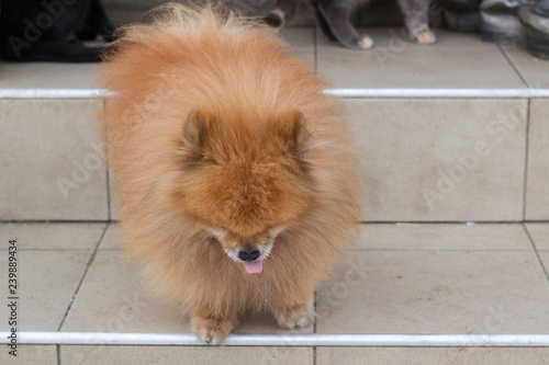 Small red furry dog spitz walking on stairs close up