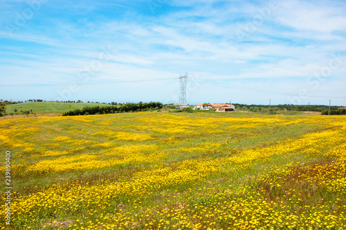  Field covered with blooming wild yellow daisy flowers and farm houses and trees at background. South of Portugal.
