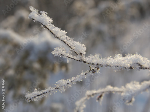 grass covered with hoarfrost and snow can be used for backgrounds, wallpapers and creative