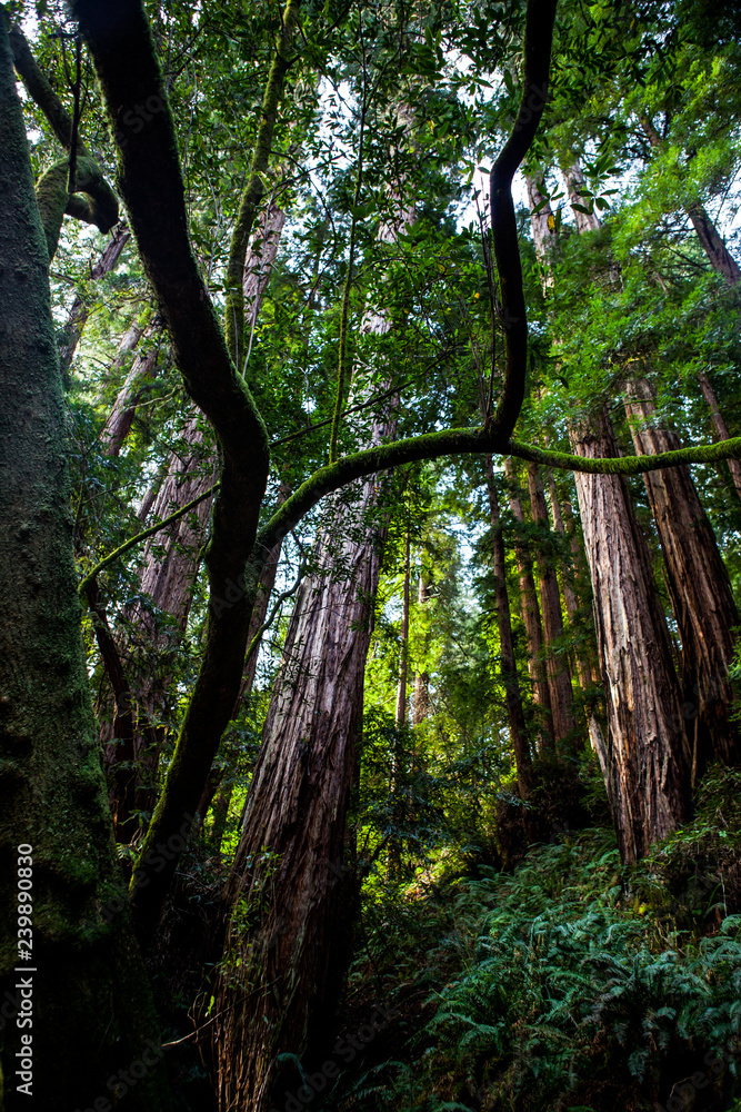 Giant Sequoia in Muir Woods California