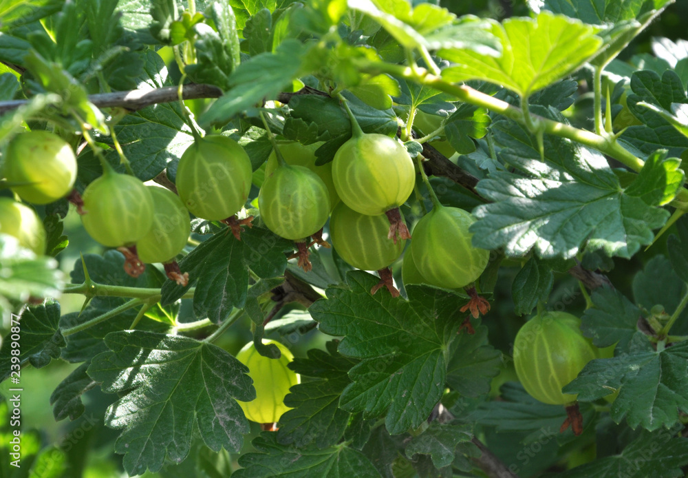 Branch of gooseberries with berries Branch of gooseberries with berries