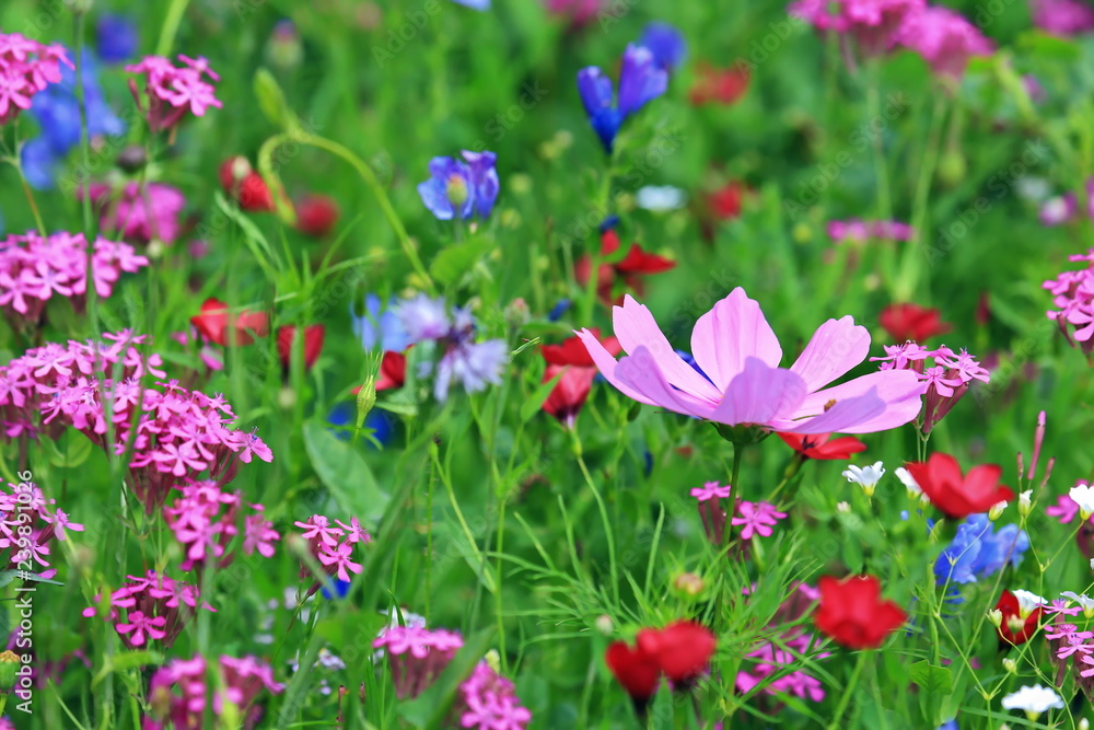 Blumenwiese Blumenwiese
