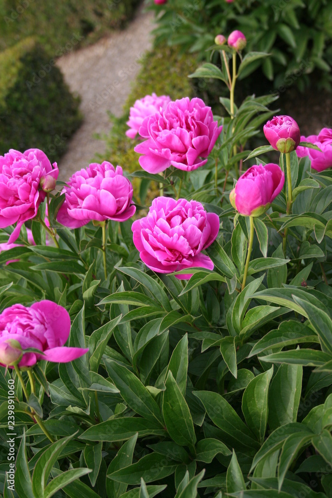 Obraz premium pivoines