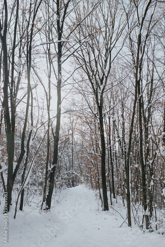 snow in the woods © Omar