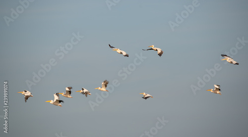 Ak pelikan » Great White Pelican » Pelecanus onocrotalus
