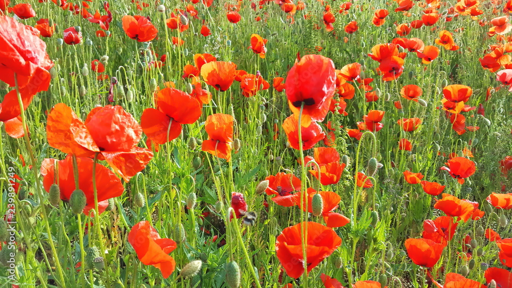 Fototapeta premium Blumenwiese