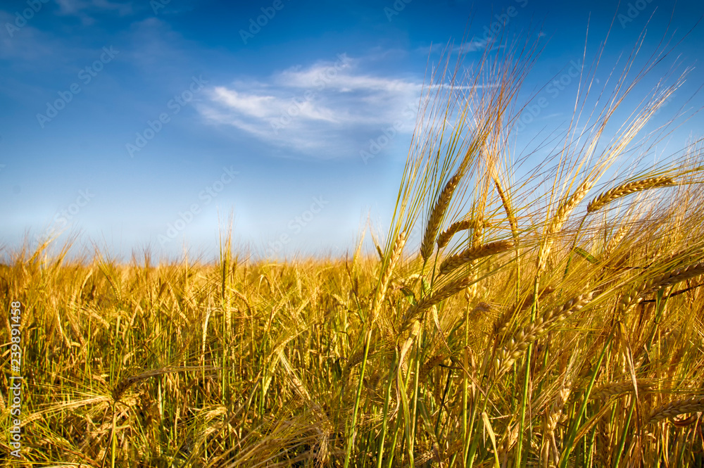 Golden Rye. Rye field against the blue sky. Place for text.