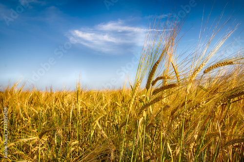 Golden Rye. Rye field against the blue sky. Place for text.