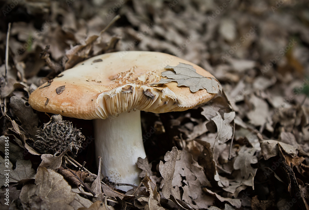 Fototapeta premium a hidden natural mushroom