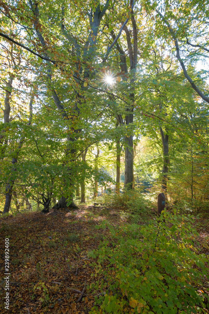 Wald im Nationalpark Jasmund auf Insel Rügen Wald im Nationalpark Jasmund auf Insel Rügen