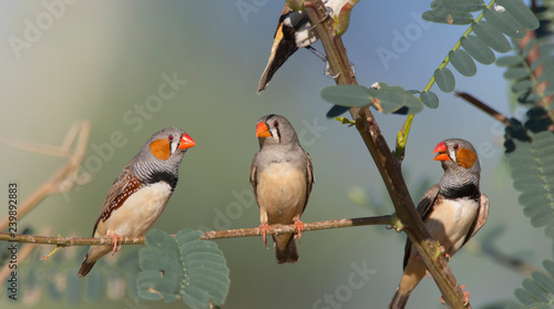 Fotografía Three Zebra Finches on a branch