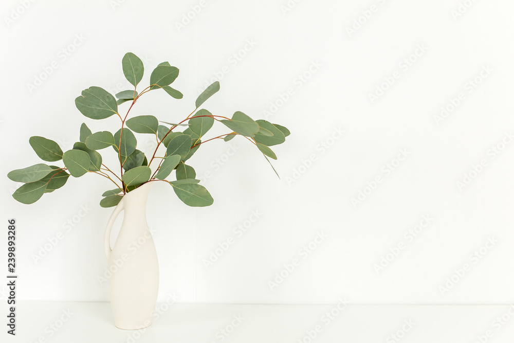 Branches of eucalyptus populus in vase on table on light background. Home decor. Blog, website or social media concept . Branches of eucalyptus populus in vase on table on light background. Home decor. Blog, website or social media concept .