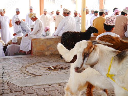 scenery of the traditional cattle market, held early morning in Nizwa with men and women wearing traditional costumes (Abaya and Dishdasha), Oman, Middle East