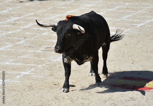 toro en plaza de toros en españa
