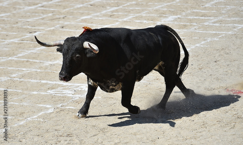 toro negro tipico español © alberto