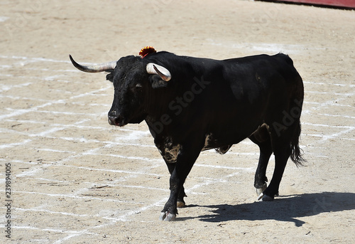 toro en españa