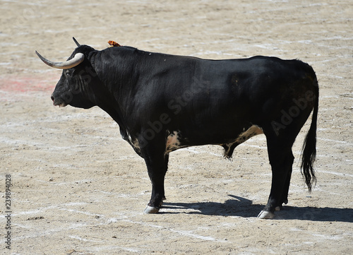 toro negro tipico español
