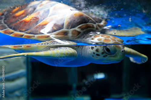 Sea turtles in the aquarium