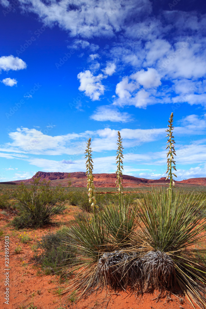 Springtime yucca flowers in the desert landscape of Warner Valley, in southern Utah