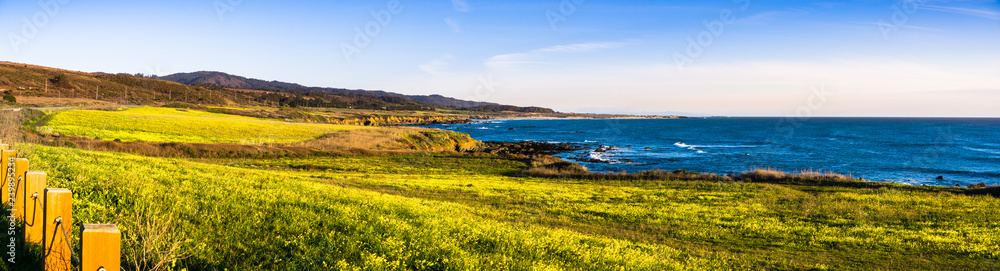 Panoramic view of the Pacific Ocean coastline close to Pescadero, California; Bermuda Buttercup wildflowers (Oxalis pes-caprae) blooming on the shoreline