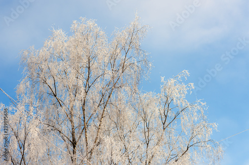 birches with snow