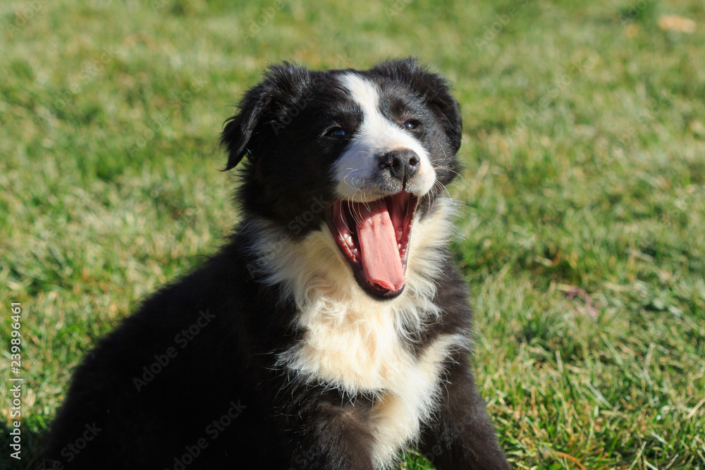Happy Border Collie puppy on green grass