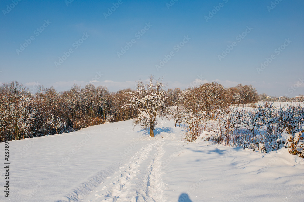 woods in the winter