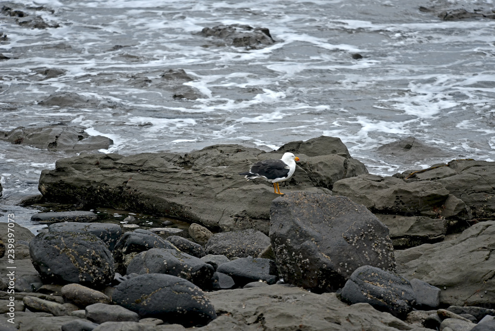 seagull and rocky wave