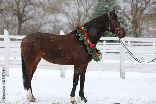 Fototapeta Naklejka Na Ścianę i Meble -  Picture of a purebred horse wearing beautiful Christmas garland decorations fall of snow