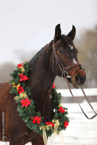 Fototapeta Naklejka Na Ścianę i Meble -  Saddle horse wearing beautiful colorful christmas wreath at advent weekend in the fresh snow