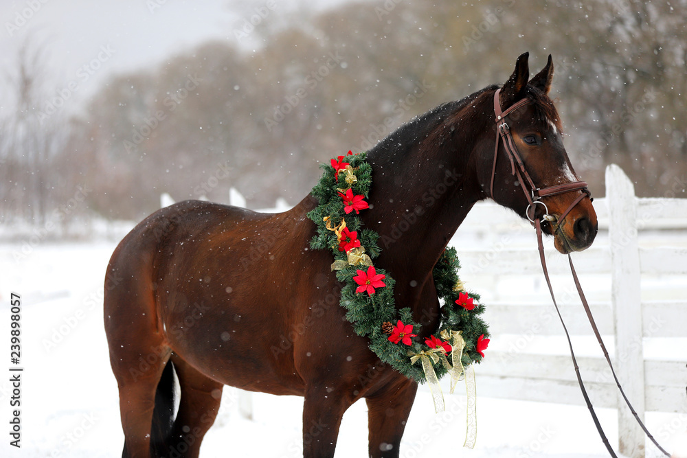 Naklejka premium Siodłowy koń ubrany w piękny kolorowy wieniec bożonarodzeniowy w weekend adwentowy na świeżym śniegu