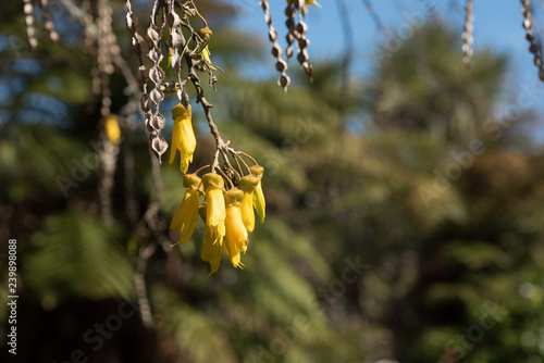 Bright yellow blossoms and seed pods of a kowhai tree hanging down and on the left. In the background blurry green trees and blue sky. photo